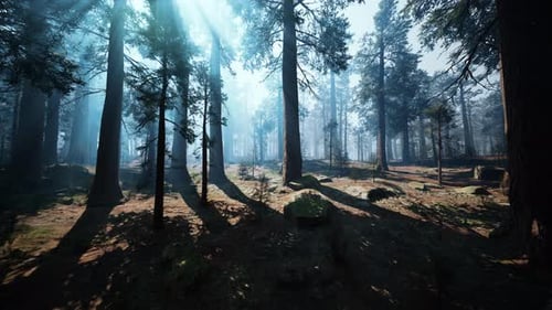 Majestic Sequoia Forest A Vast Canopy of Towering Trees Dark Forest