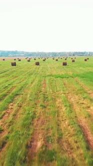 Haystacks lying on field with green grass. Hay rolls on meadow ...