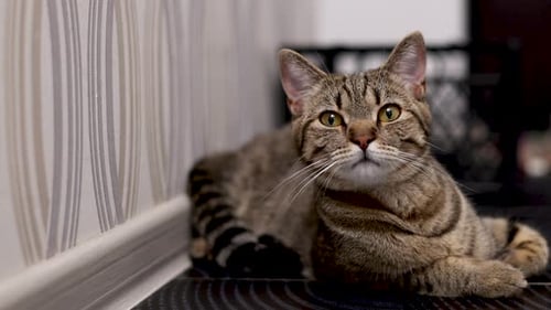 Beautiful Brown Tabby Cat Resting Indoors