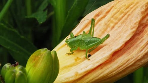Green Grasshopper On Yellow Flower Petal With Fruits. close up