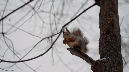 A fluffy red squirrel gnaws a walnut while sitting on a branch