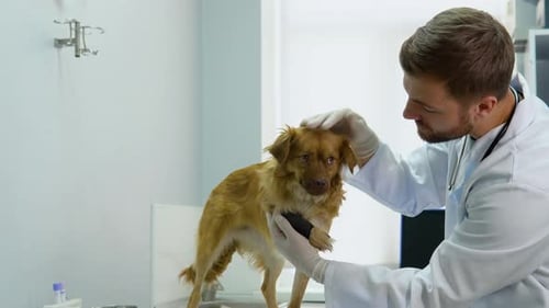 The Veterinarian Examines the Dog with a Bandage in a Veterinary Clinic