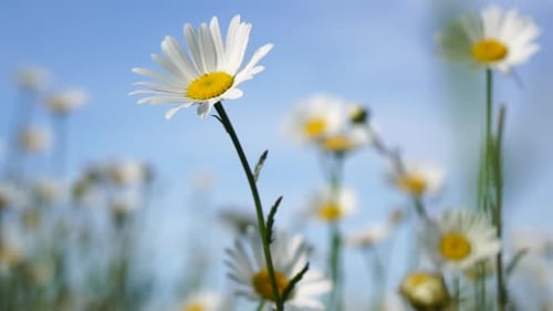 Chamomile White Daisy Flowers in a Field of Green Grass Sway in the Wind at Sunset Chamomile Flowers