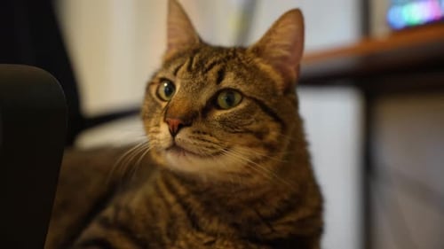 A shot of a curious cute cat!