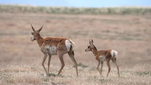 Pronghorn fawn walking with its mother through the Utah desert