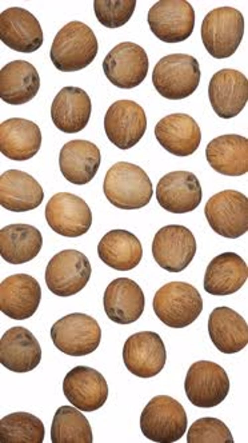 Natural Betel Nuts Falling Loop on White Background