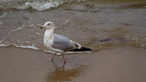 Single Seagull walks on a sandy beach of Baltic Sea; slow motion medium shot.