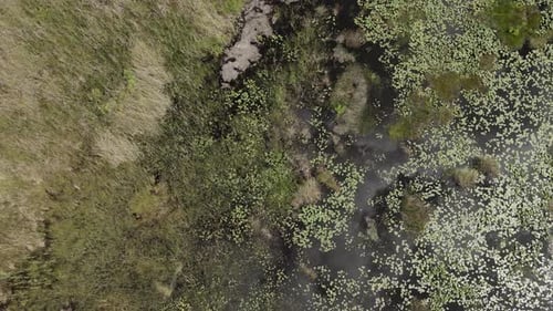 Downward aerial view of swamp plants in tannin black water marsh