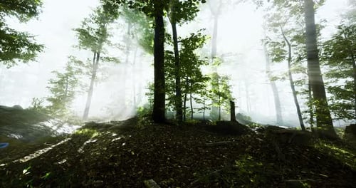 Morning Light Filters Through Trees in a Peaceful Forest Setting