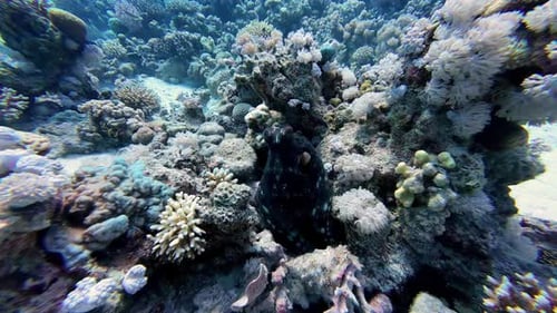 Underwater View Of Coral Reef With Tropical Fish, Seaweeds And Corals In Dahab, Egypt