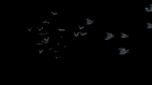 Flock Of Realistic Birds Flying Loop Animation