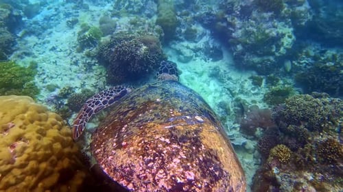 Green sea turtle swimming over vibrant coral reef, underwater closeup