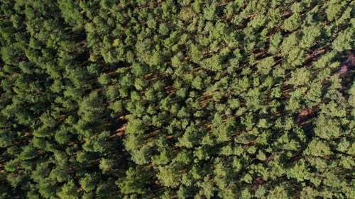 Rotating Aerial View Over Green Forest Drone Shot Flying Over Spruce Conifer Treetops Nature