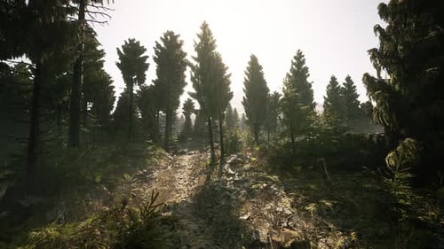 Sunlight Filters Through Tall Trees in a Serene Canadian Forest