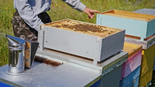 Beekeeper Working with Bees at Apiary