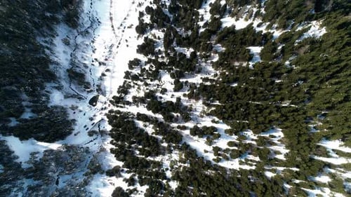 Árboles nevados a vista de pájaro