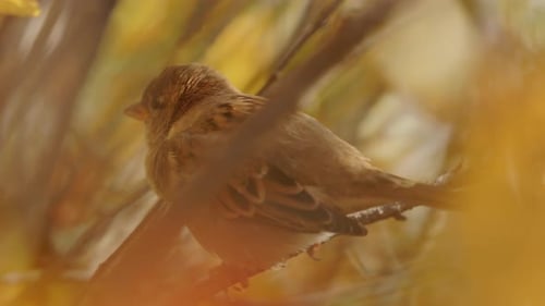 Moineau arboricole eurasien perché sur une branche d'arbre et s'envole Ralenti
