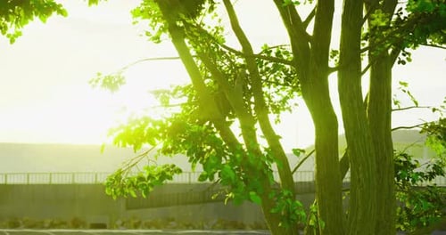 Golden Sunlight Shines Through Green Leaves Swaying in Breeze