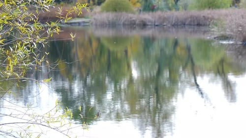 Wunderschöner Herbstsee- und Waldreflektionsspaziergang im Wald mit Herbstbäumen, gelben Blättern, Natur in