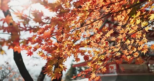 Nature, trees and landscape in Japan with leaves in autumn, orange foliage in park for travel