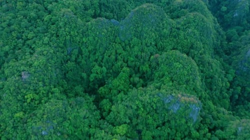 Forest, trees and drone in nature with jungle, environment and mountains with bush, plants or earth