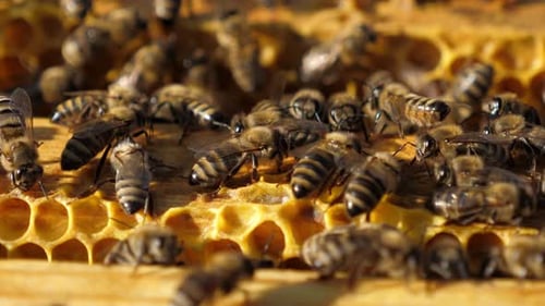 Bees Swarming Honeycomb in Sunny Close-Up