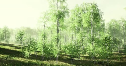 Lush Green Forest Landscape During the Early Morning Light