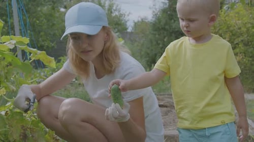Three Year Old Boy And His Mother Picking Cucumbers In The Vegetable Garden 1