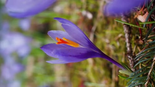 Vertical video close-up of snowdrops with beautiful bokeh