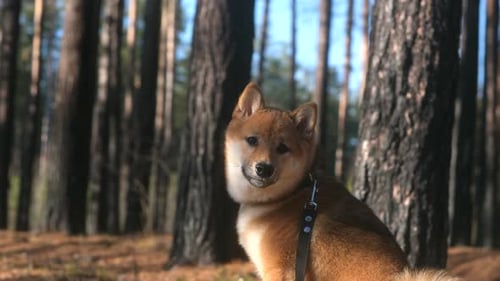 Shiba Inu Puppy in the Forest Looking Around