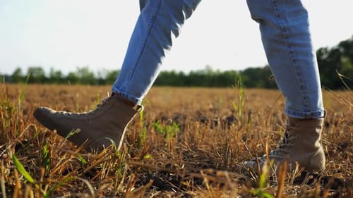 Female Feet of Farmer Going Through the Wheat Meadow at Sunset Legs of Agronomist in Boots Walking