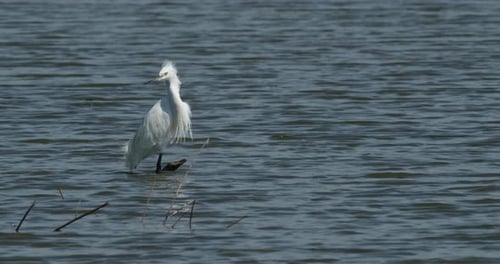 Elegant White Egret Standing Calmly in Shallow Water