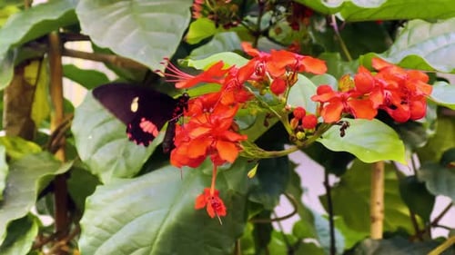 Animal Insect Beautiful Butterfly 4