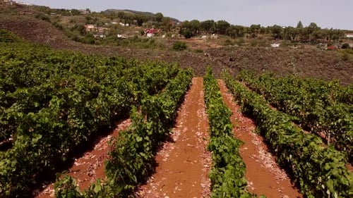 Vineyard Landscape In Countryside. Grapevines Growing At The Vineyard. drone shot