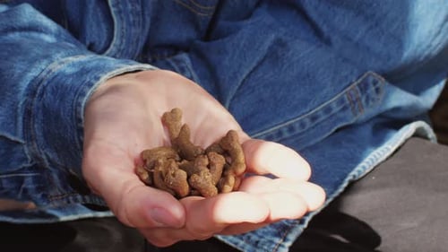 Closeup of a Man Hand with Dog Food Supplement Middle Aged Man Hand Hold Brown Round Pellets Dog or