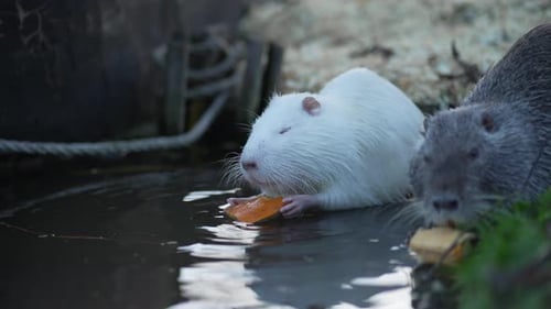 Albino Nutria genießt Mahlzeit am Wasser Albino Wildlife Serenity Concept