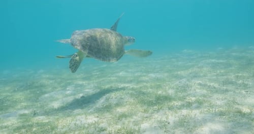 A sea turtle glides smoothly through clear, shallow ocean water above a sunlit seagrass bed,