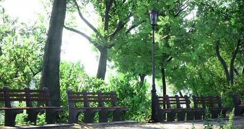 Serene Park Setting with Benches Amid Lush Greenery and Gentle Sunlight