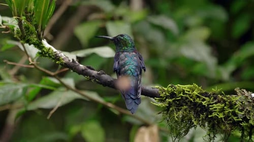 A purple and green iridescent hummingbird perches on top of a branch in a forest in Ecuador,South Am