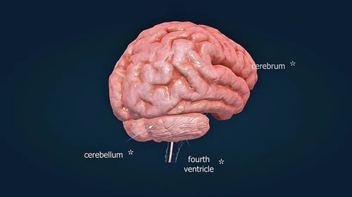 Animated Human Brain with Cerebrum Cerebellum Fourth Ventricle Labels