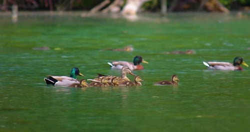Une femelle colvert avec de petits canetons dans la nature sauvage sur une rivière lors d'une journée ensoleillée pendant la saison de reproduction pour