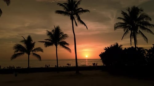 Silhouette of Palm Trees on Beach at Sunset Time Aerial View Footage