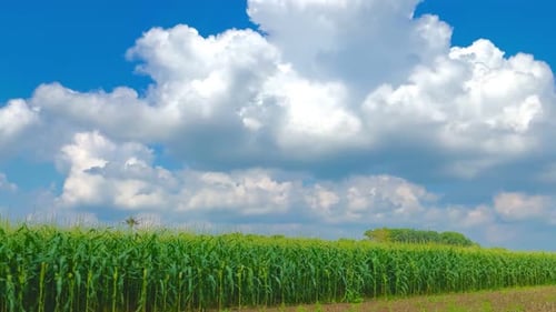 frische und schöne Aussicht auf die Maisfelder während des Tages
