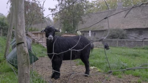 Goats at a Danish farm.