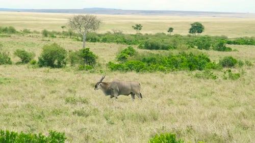 Eine einsame Elandantilope wandert durch die riesigen goldenen Savannenebenen, die mit Sträuchern und Sträuchern übersät sind