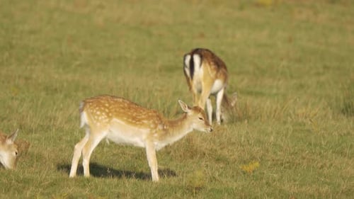 Group of Fallow Deer Grazing Peacefully in Grassy Meadow Spotted Young Deer Feeding Calmly in Open
