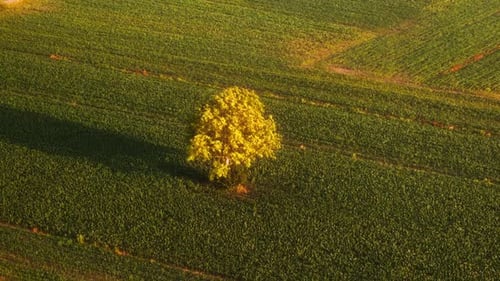 Solitary Tree in a Lush Green Field