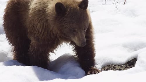 Brown Bear Walks in Snow on Sunny Winter Day