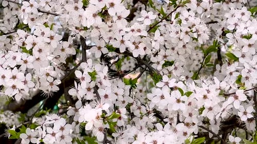 Beau cerisier en fleurs dans un jardin printanier.