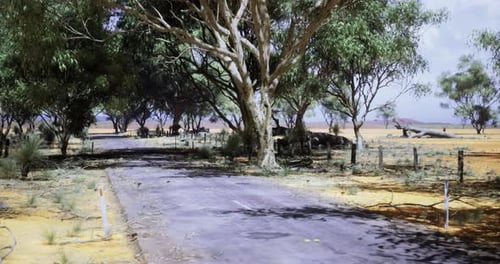 Natural Landscape Features Dirt Road Lined with Trees in Dry Environment